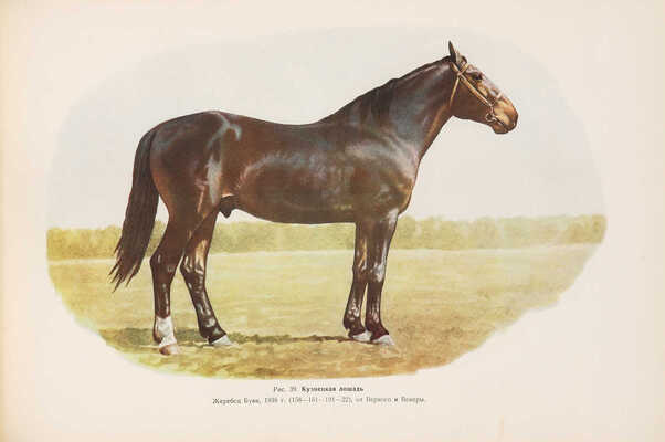 Афанасьев С.В. Альбом пород лошадей СССР. Худож. В.Н. Ляхов. М.; Л., 1953.